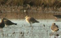 Vanneau         sociable (Vanellus          gregarius)