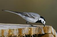 Pied Wagtail (Motacilla alba)