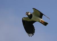 Lapwing (Vanellus vanellus)