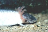 : Ambystoma mexicanum; Axolotl