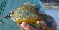 Redbreast Sunfish Lepomis auritus