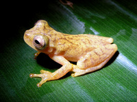: Dendropsophus phlebodes
