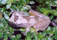 : Dendropsophus werneri