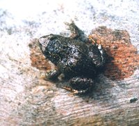 : Geocrinia victoriana; Victorian Smooth Froglet