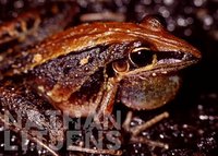 : Litoria nasuta; Rocket Frog