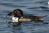 : Lophodytes cucullatus x Bucephala sp.; Hooded Merganser X Goldeneye Hybrid