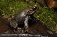 : Xenophrys baluensis