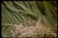 : Mimus polyglottos; Northern Mocking Bird