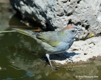 : Pipilo chlorurus; Green-tailed Towhee