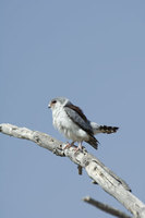 : Polihierax semitorquatus; African Pygmy Falcon