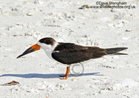 : Rynchops niger; Black Skimmer