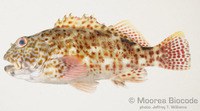 : Cirrhitus pinnulatus