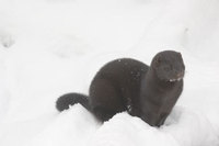 : Mustela vison; American mink