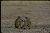 : Papio cyanocephalus anubis; Olive Baboon