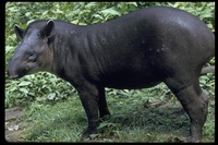 : Tapirus terrestris; South American Tapir