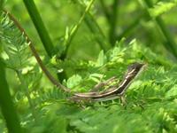 : Basiliscus basiliscus; Jesus Crist Lizard