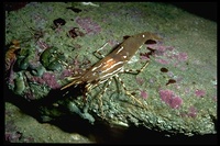 : Pandalus pictyceros; Spot Prawn