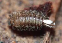 : Polyxenus pugetensis; Millipede