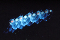 : Salpa sp.; Salp, Aggregate Phase
