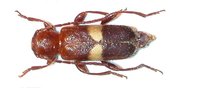 Phymatodes fasciatus