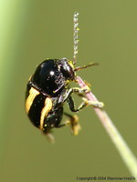 Cryptocephalus vittatus