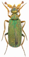 Cerocoma schaefferi