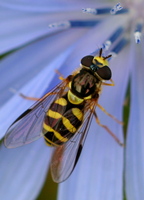 Dasysyrphus albostriatus