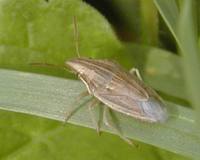 Aelia acuminata