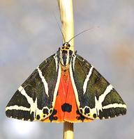 Euplagia quadripunctaria - Jersey Tiger