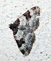 Xanthorhoe fluctuata - Garden Carpet