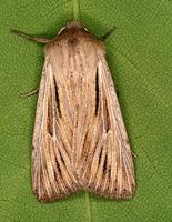 Mythimna comma - Shoulder-striped Wainscot