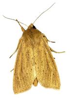 Rhizedra lutosa - Large Wainscot