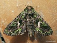 Trachea atriplicis - Orache Moth