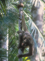 Northern muriqui (Brachyteles hypoxanthus)