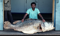 Lates niloticus, Nile perch: fisheries, aquaculture, gamefish