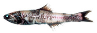 Nannobrachium regale, Pinpoint lampfish: