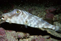 Sphoeroides lobatus, Longnose puffer: