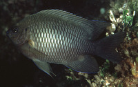 Neoglyphidodon polyacanthus, Multispine damselfish: