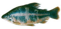 Distichodus noboli, : aquarium
