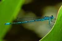 Coenagrion puella - Azure Damselfly