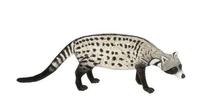 Image of: Civettictis civetta (African civet)