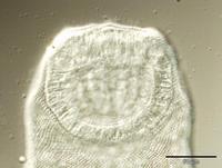 Rhipidocotyle