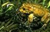 Image of: Bufo canorus (Yosemite toad)