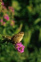 Melospiza georgiana - Swamp Sparrow