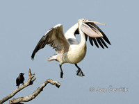 Pelecanus philippensis - Spot-billed Pelican