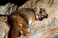 Urocyon cinereoargenteus - Common Gray Fox