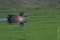 Image of: Anas discors (blue-winged teal)