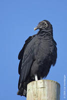 Image of: Coragyps atratus (black vulture)