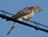 Image of: Cuculus canorus (common cuckoo)