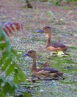 Image of: Dendrocygna javanica (lesser whistling-duck)